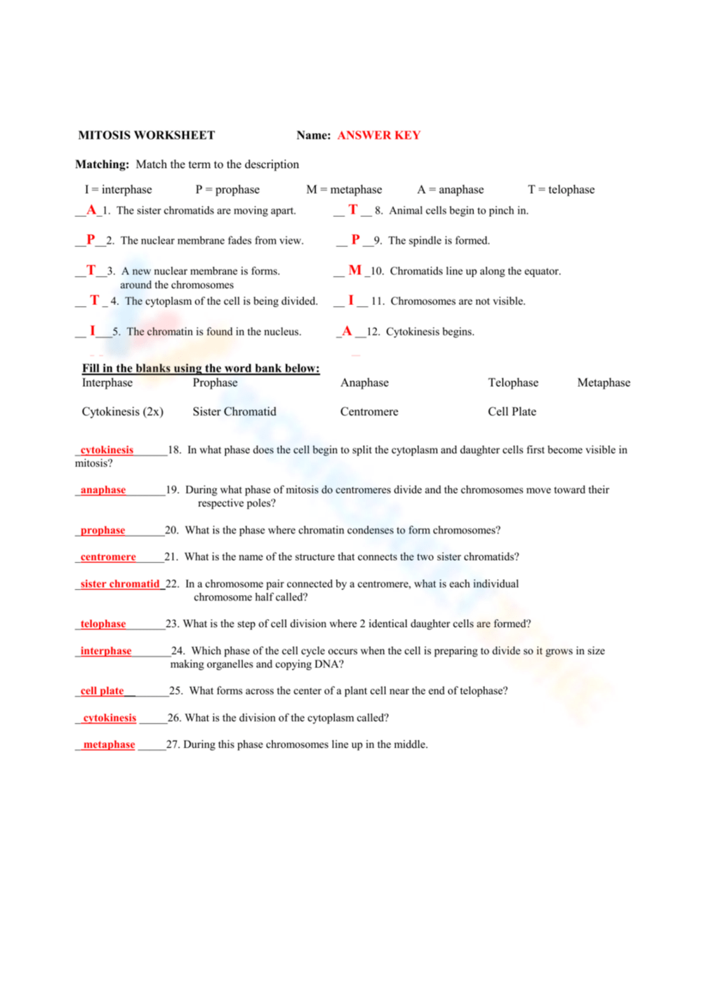 10 Free Printable Mitosis Worksheet Answers For Students Worksheets