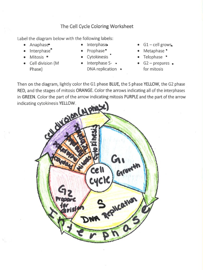 Cell Cycle Coloring 1 pdf pdf Name Date Period The Cell Cycle