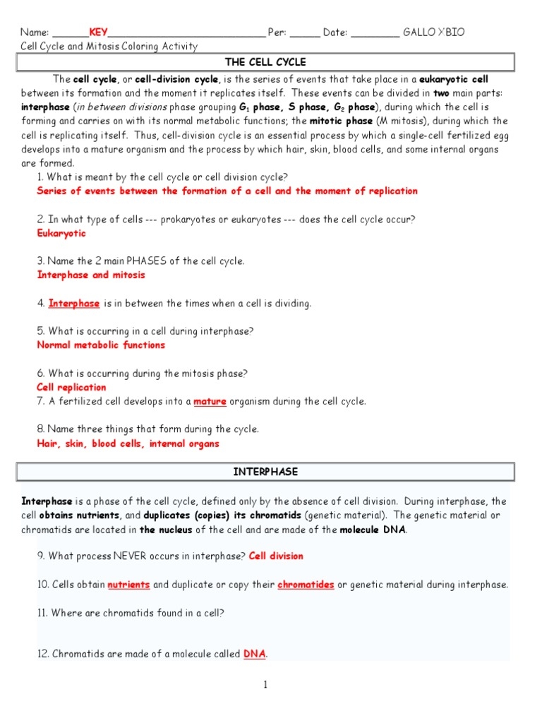 Cell Cycle Coloring Key PDF Mitosis Cell Cycle Worksheets Library