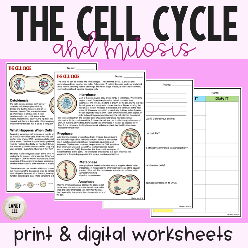 Cell Cycle Label Worksheets Library