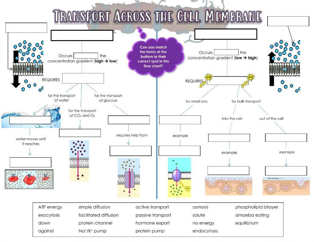 Cell Transport Worksheet Ppt Download Worksheets Library