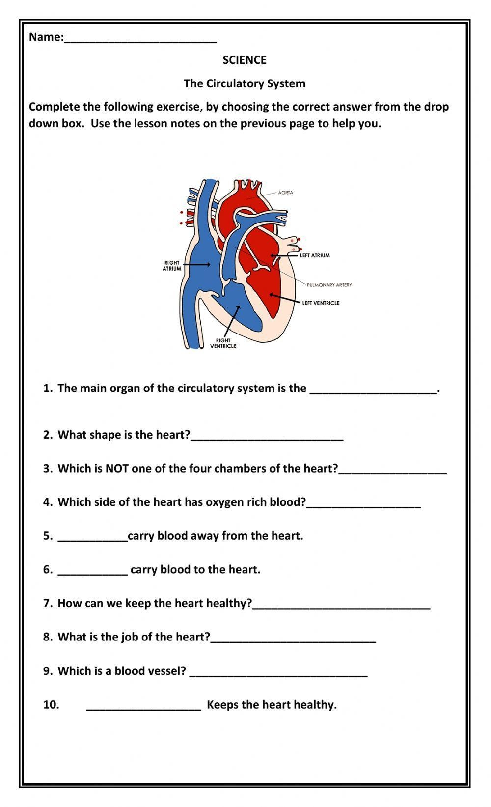 Circulatory System Anatomy Activity Sheet PDF Worksheets Library