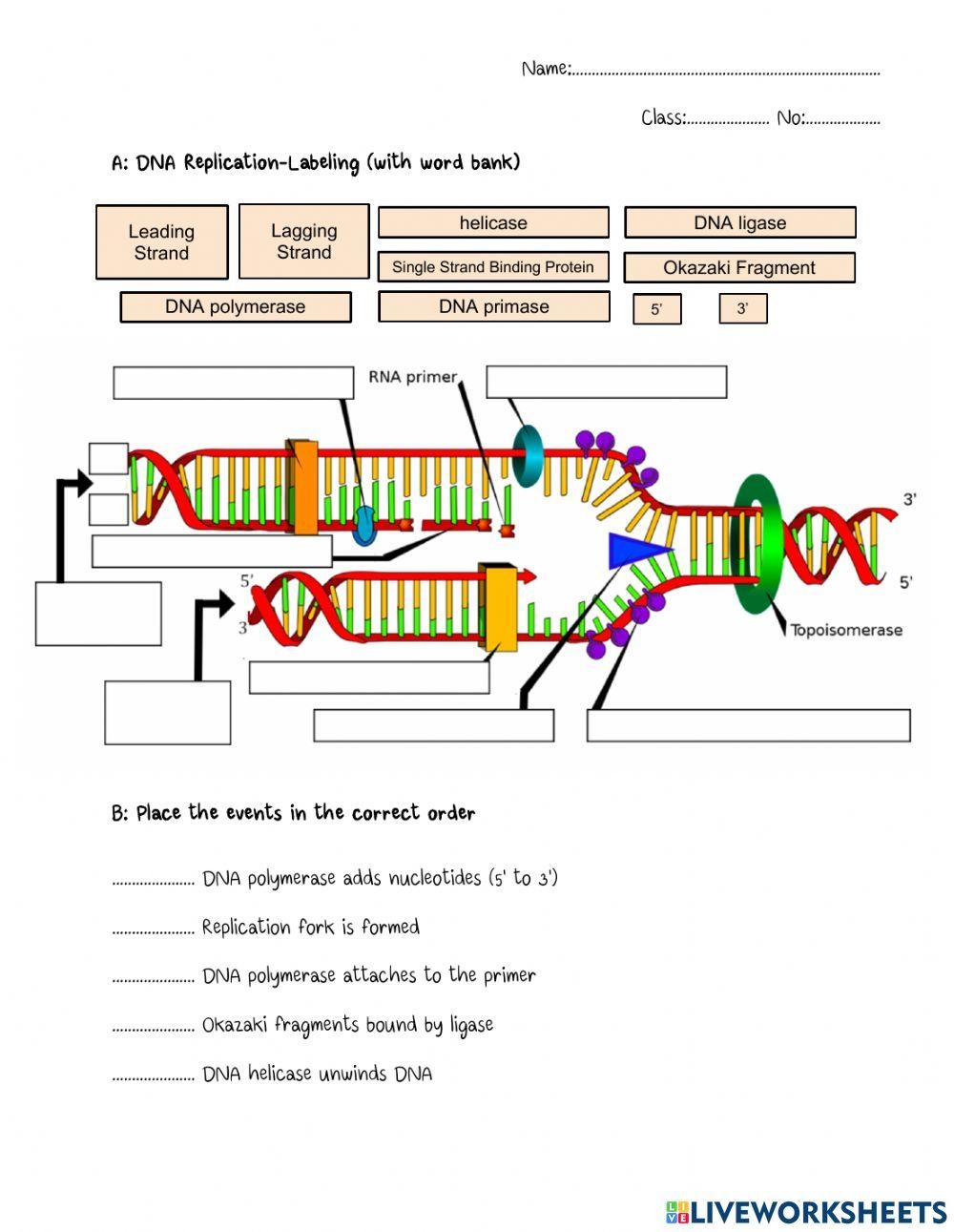 DNA Replication Bio2 Online Exercise For Live Worksheets Worksheets 