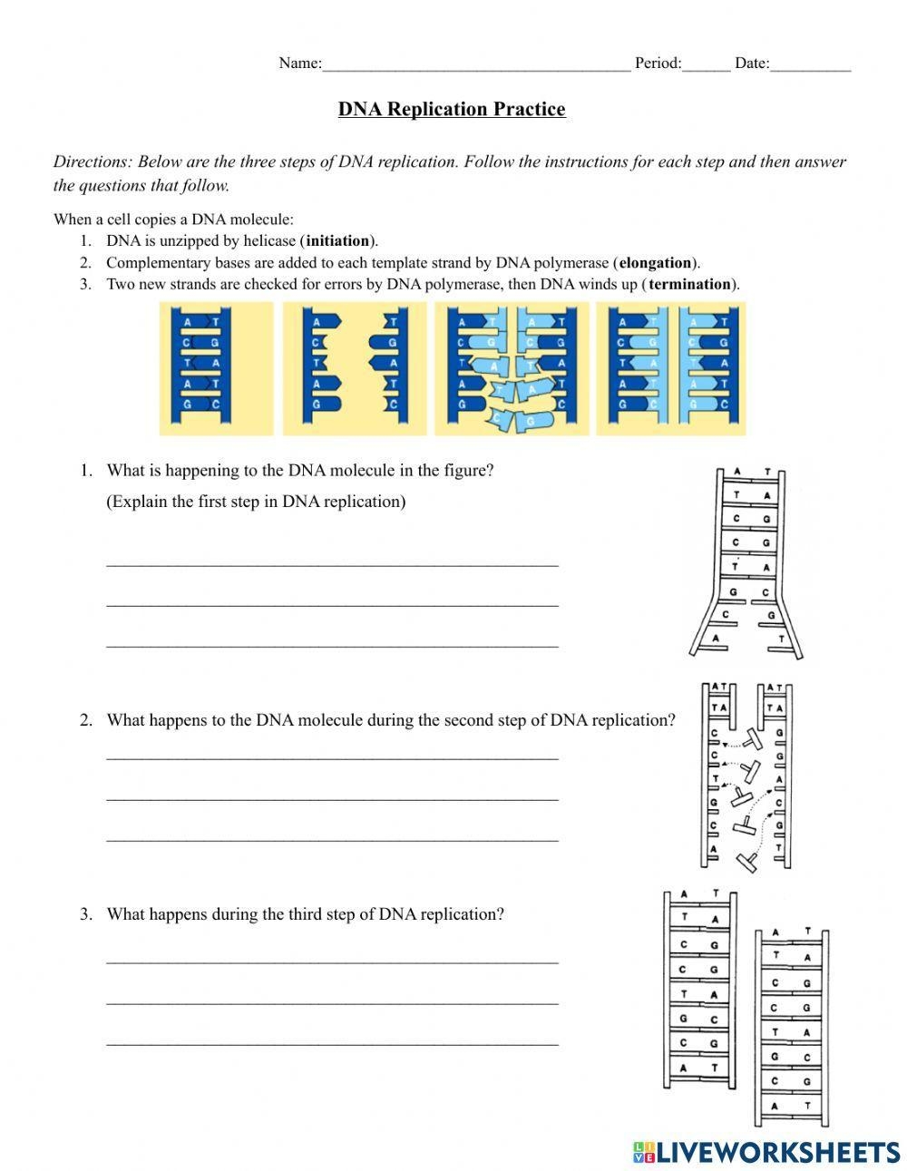 DNA Replication Practice Worksheet Live Worksheets Worksheets Library