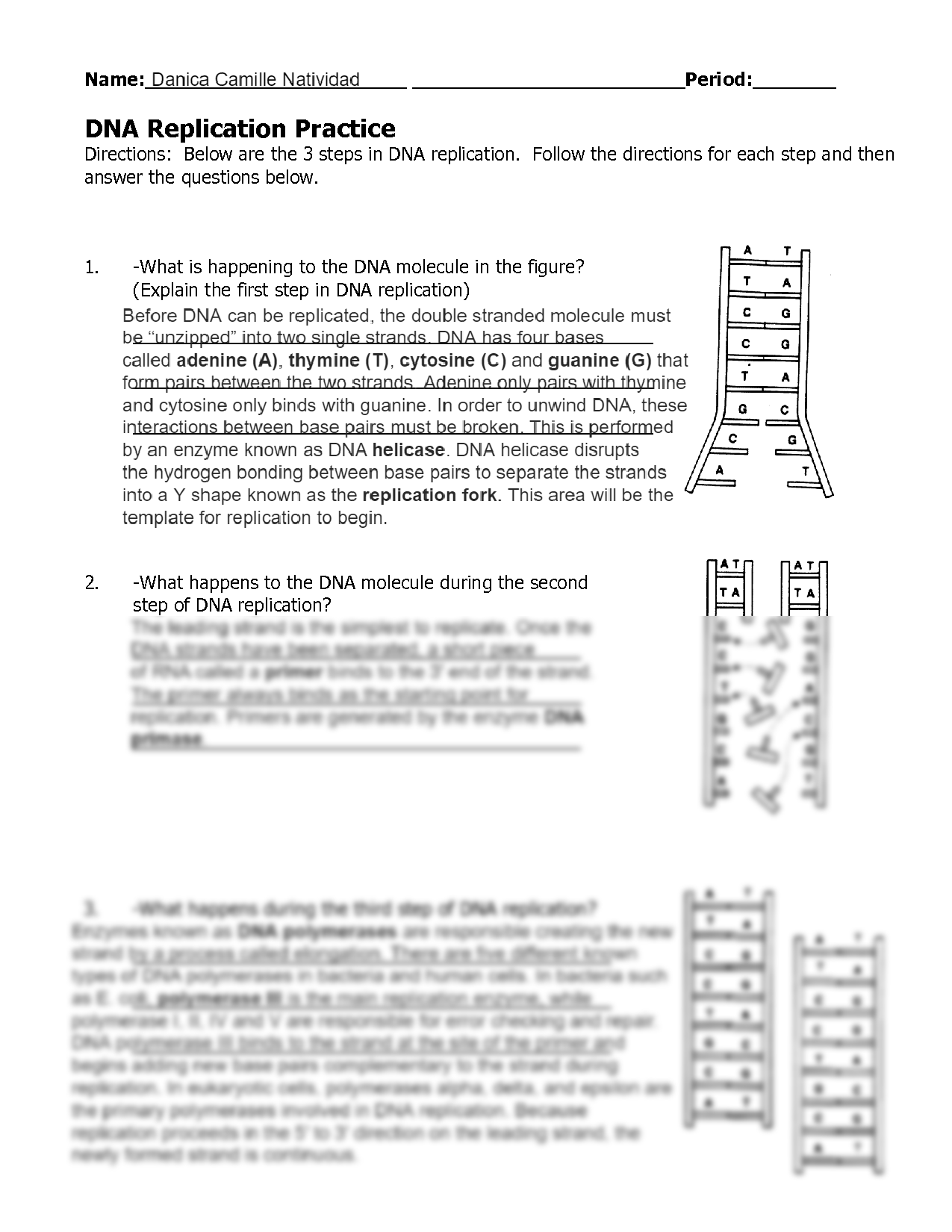 DNA Replication Worksheet Completed docx Name Abel Estrada DNA 