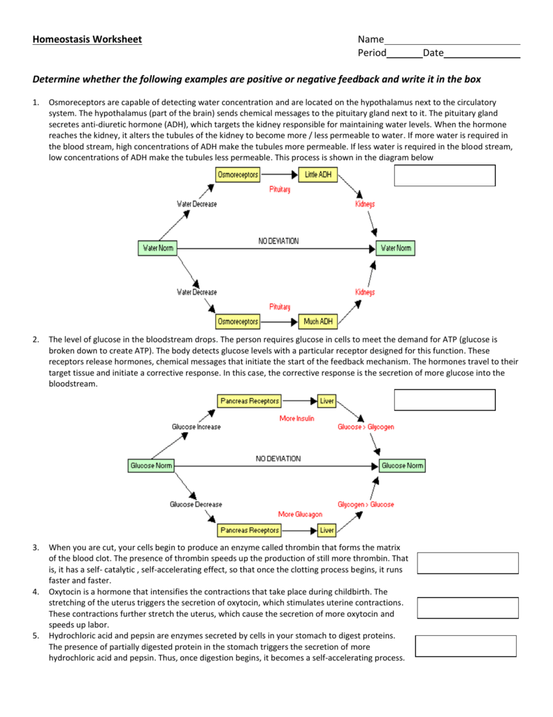 Homeostasis Worksheet Recognize Normal Parameters Printable Word Searches
