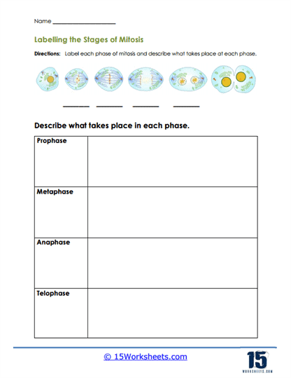 Mitosis And Meiosis Worksheets Worksheets Library