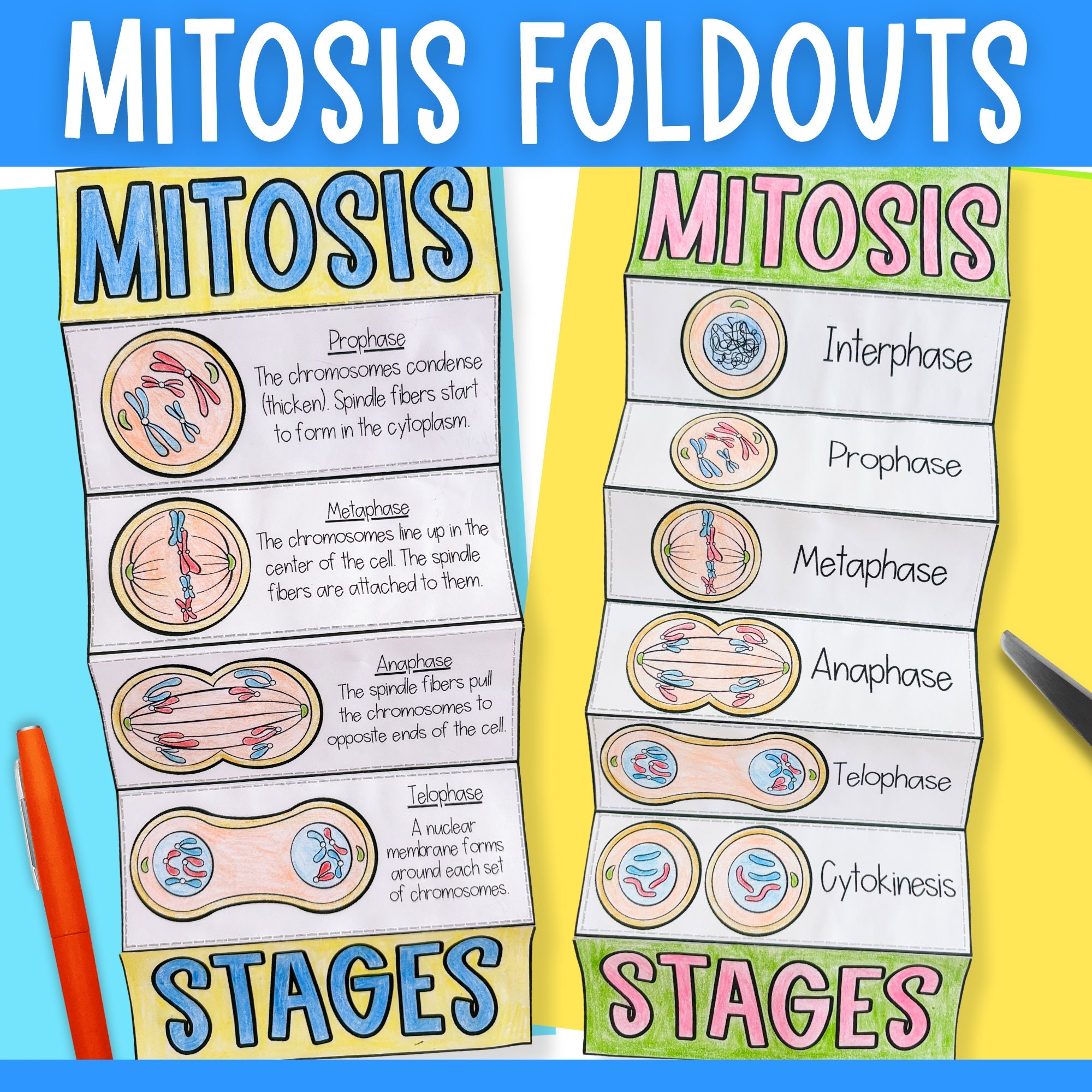 Mitosis Cell Division Foldable Cut And Paste Science Activity And 