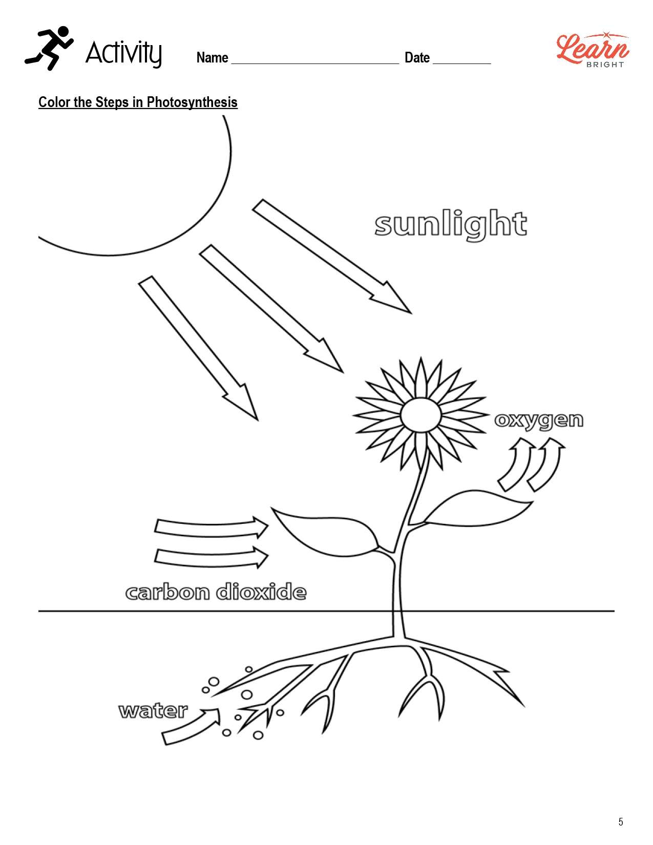 Photosynthesis Diagram Labelling Worksheet Twinkl Worksheets Library