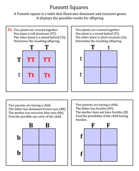 Punnett Square Practice Sheet Worksheets Library