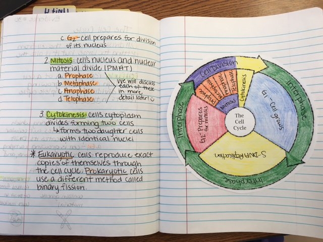 The Cell Cycle Coloring Worksheet Cycle Coloring Free Worksheets Samples