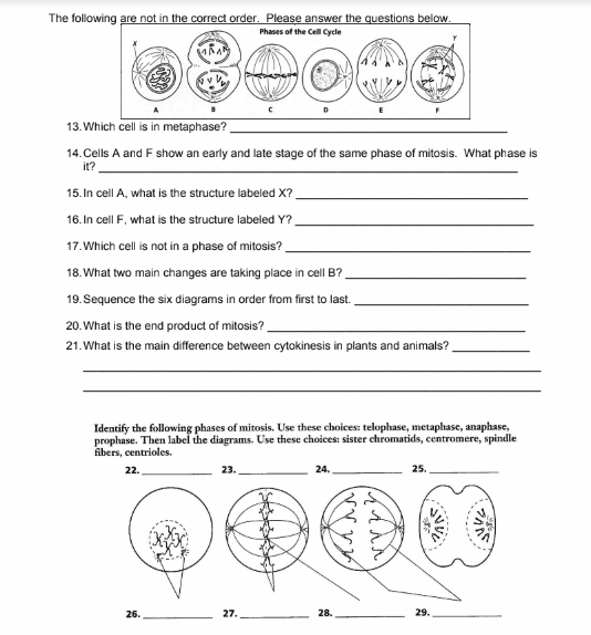 The Cell Cycle Mitosis Handout Worksheet Education 