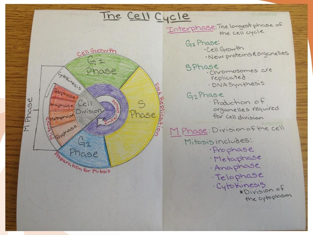 The Cell Cycle Ppt Download Worksheets Library