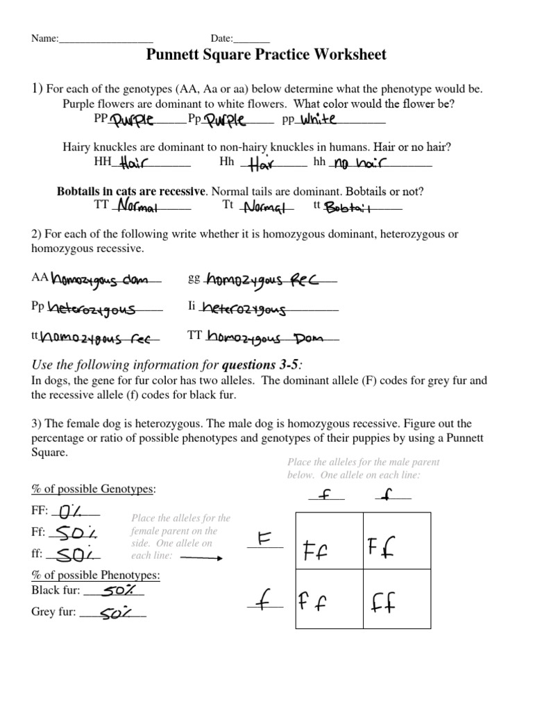 Updated Punnett Square Practice Worksheet Edited PDF 