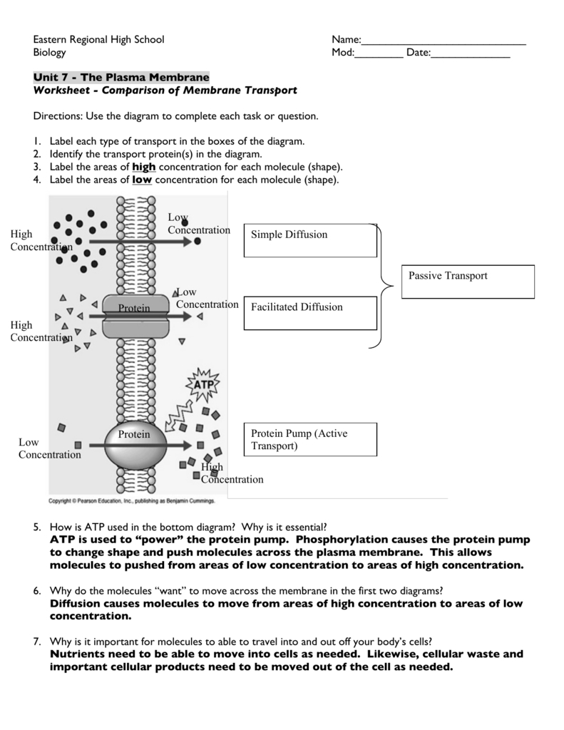 Worksheet Comparison Of Membrane Transport Answer Key Db excel