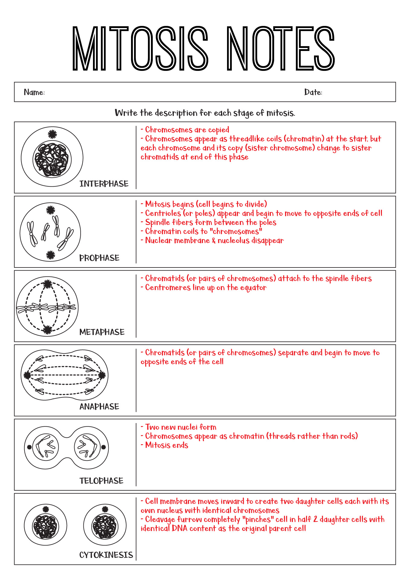 13 Best Images Of Identify Stages Of Mitosis Worksheet Meiosis And 