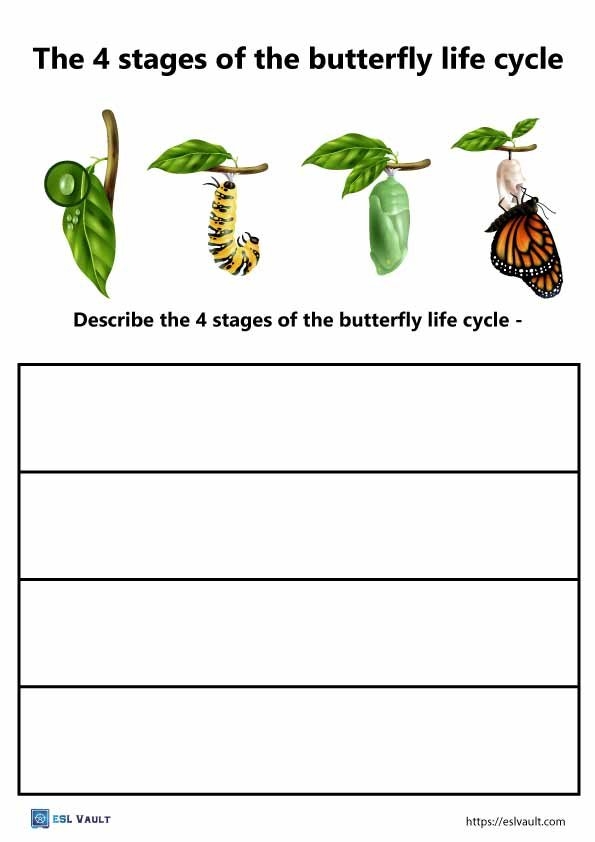 5 Free PDF Butterfly Life Cycle Worksheets ESL Vault