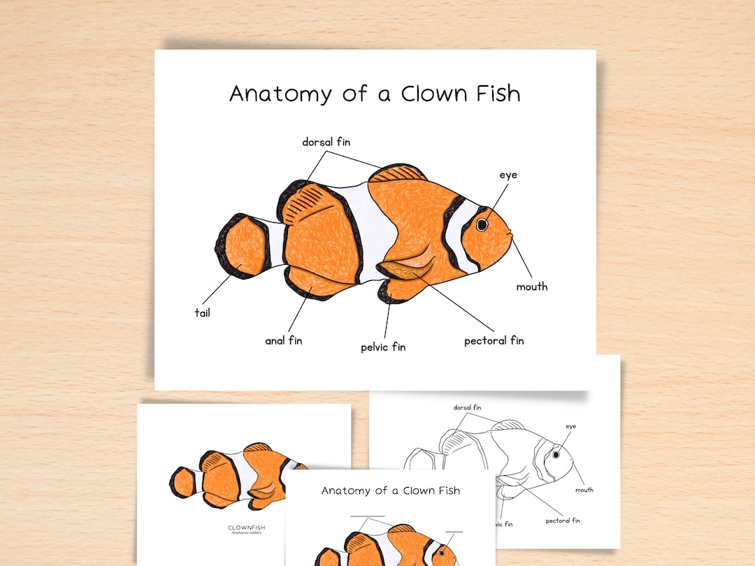 Anatomy Of Clownfish Homeschool Resources Nature School Ocean Summer 