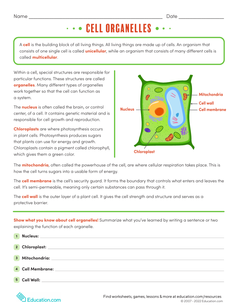 Cell Organelles Worksheet
