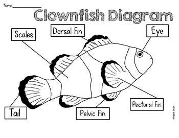 Clownfish Diagram Freebie By Meghan Snable Teachers Pay Teachers