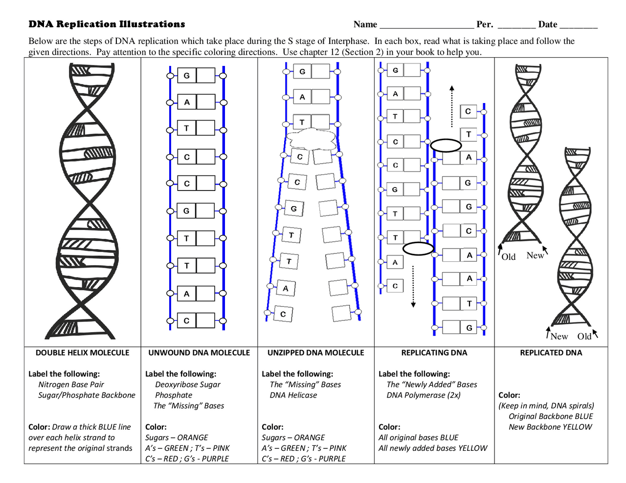 DNA Replication Worksheet Exercises Genetics Docsity Worksheets 
