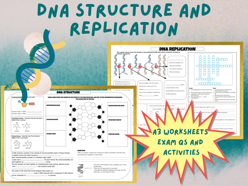 DNA STRUCTURE AND REPLICATION A3 WORKSHEETS WITH QS AND ACTIVITIES 