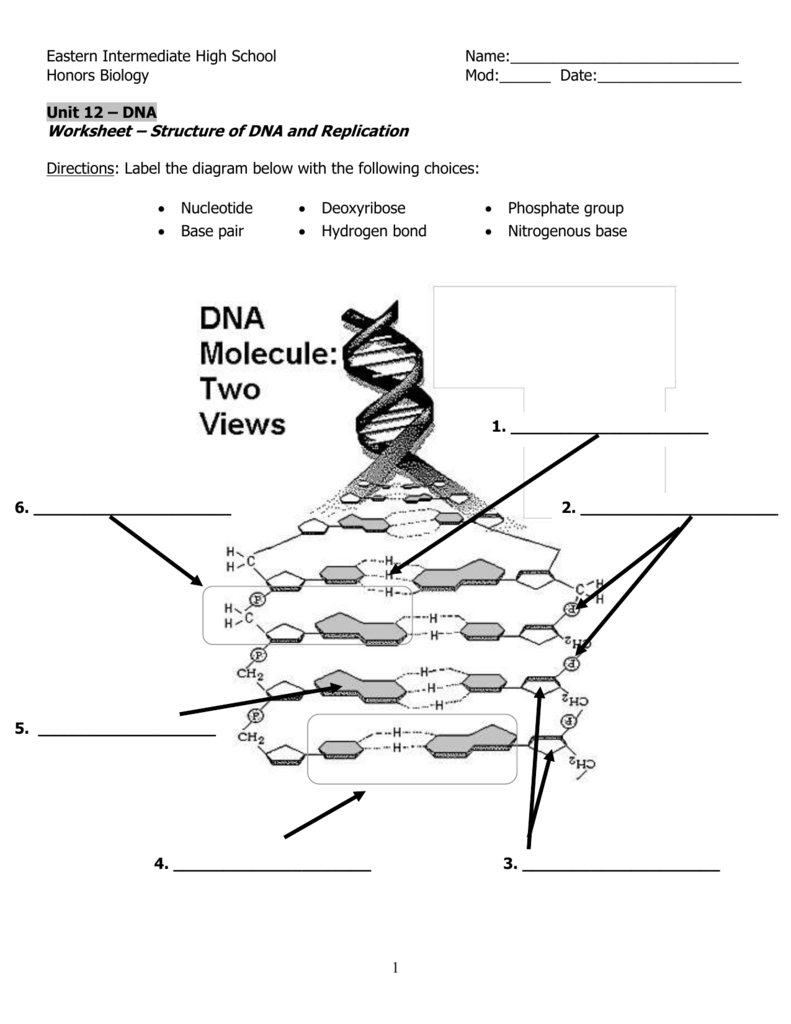 DNA Structure And Replication Worksheet