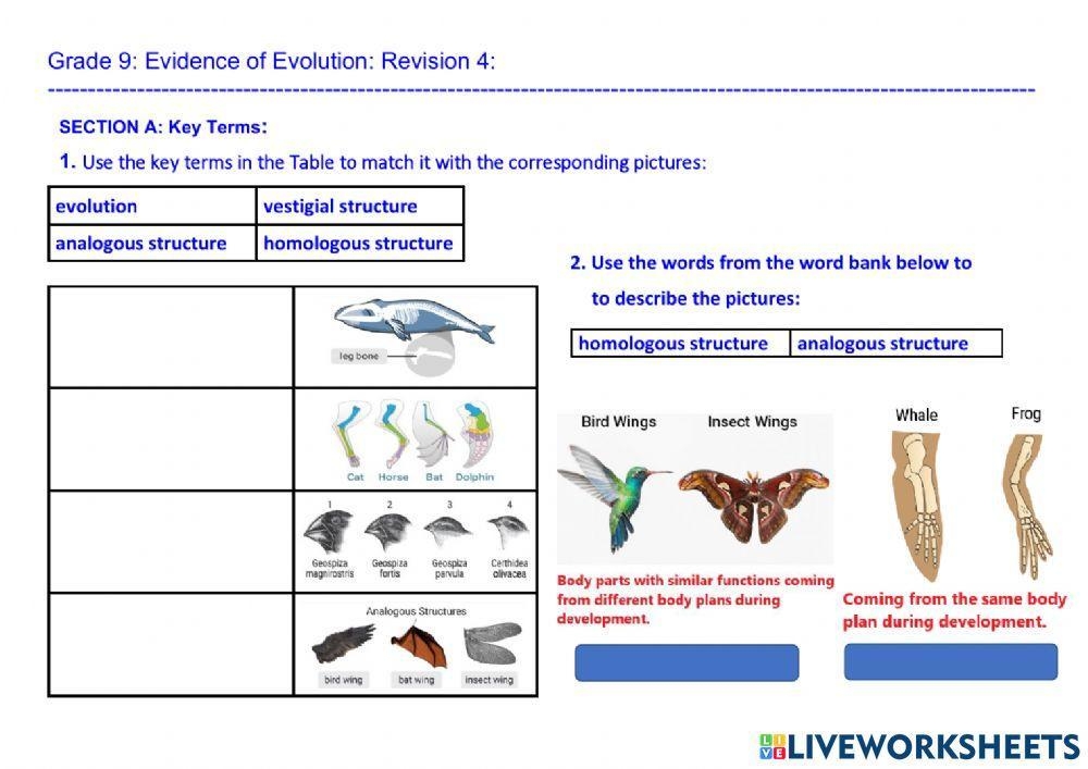 Evidence Of Evolution Worksheet Doc Evidence Of Evolution Worksheet
