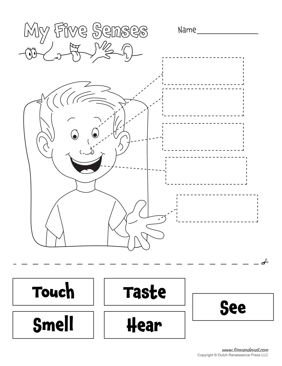Five Senses Worksheet Tim 39 s Printables