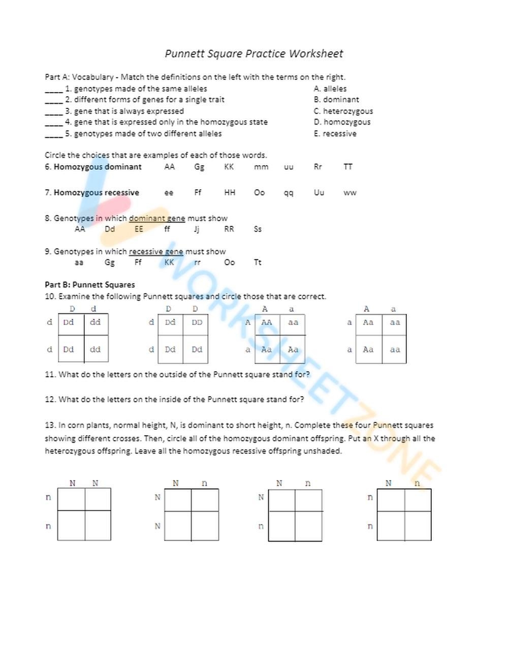 Free Punnett Square Worksheet Answer Key Download Free Punnett Square 