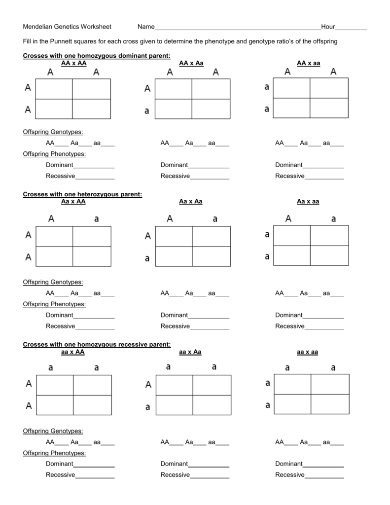 Free Punnett Square Worksheets