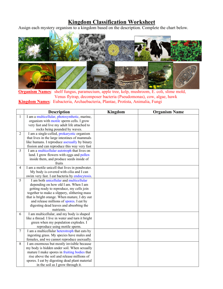 Kingdom Classification Worksheet Biology