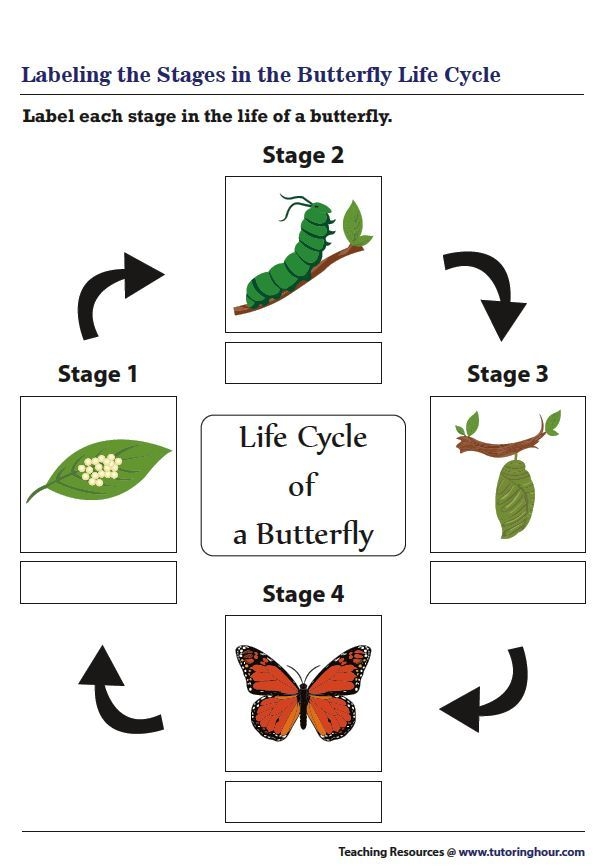 Lifecycle Of A Butterfly Worksheet Life Cycle Of A Butterfly Free