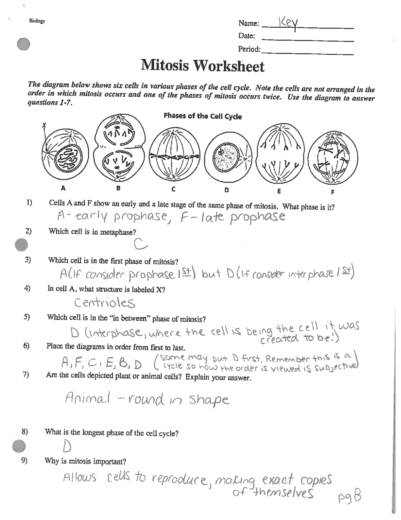 Mitosis Worksheet Answer Key Honors Biology Exercises Cell