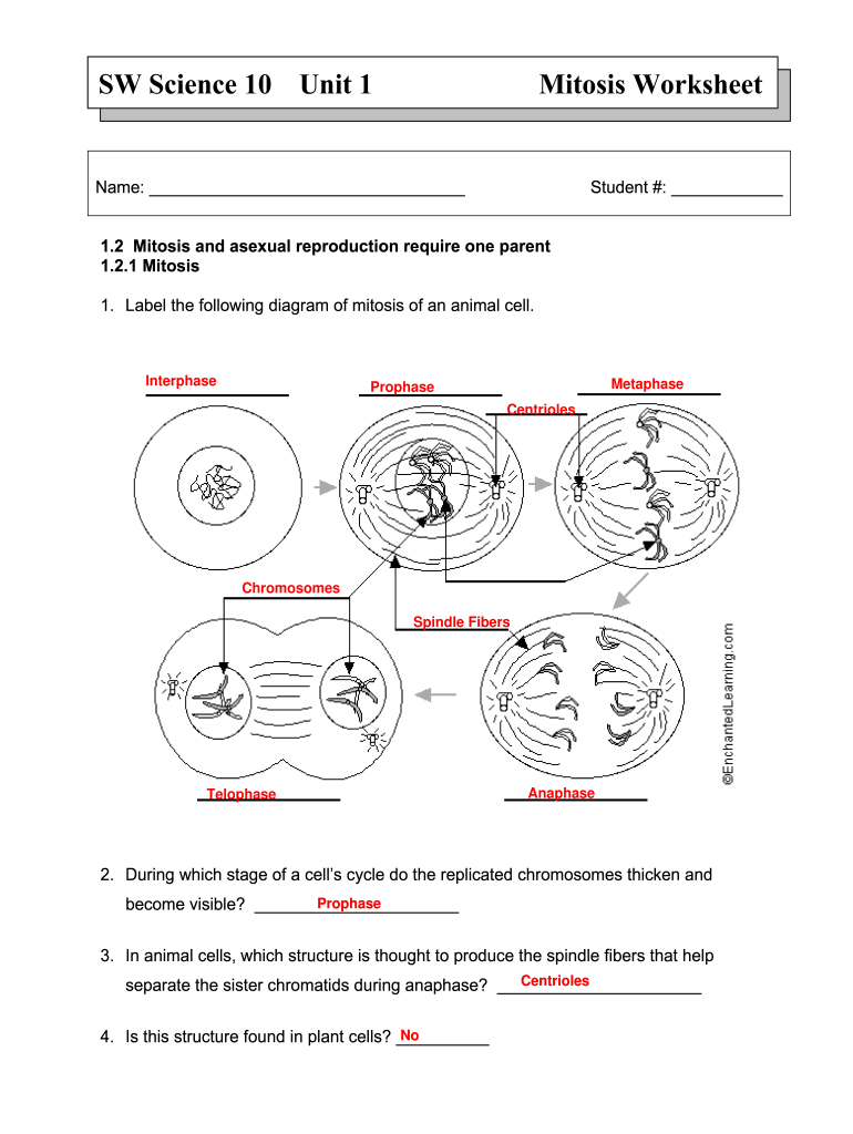 Mitosis Worksheet Answers Fill Online Printable Fillable Blank 