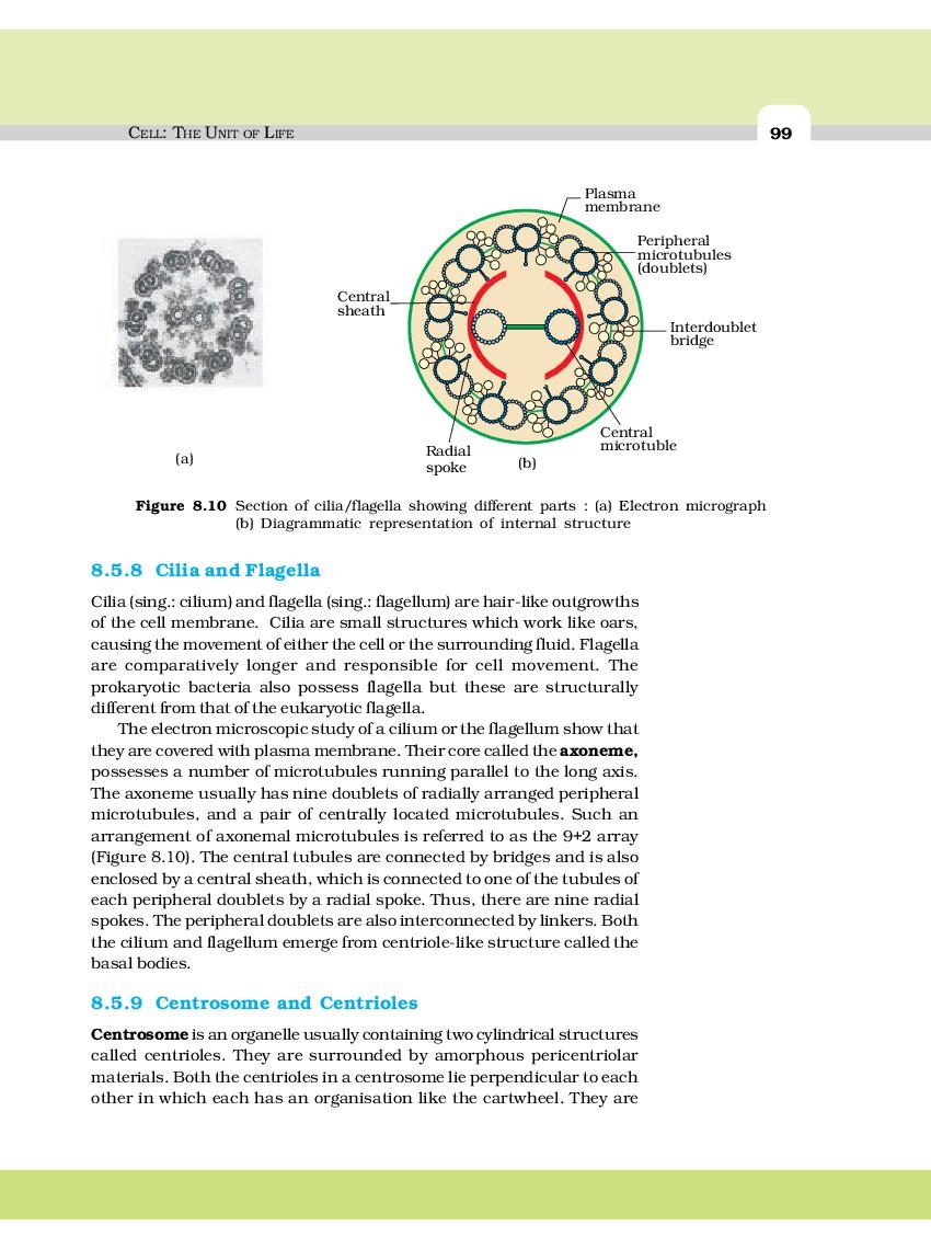 NCERT Book Class 11 Biology Chapter 8 Cell The 2024 25 Session 