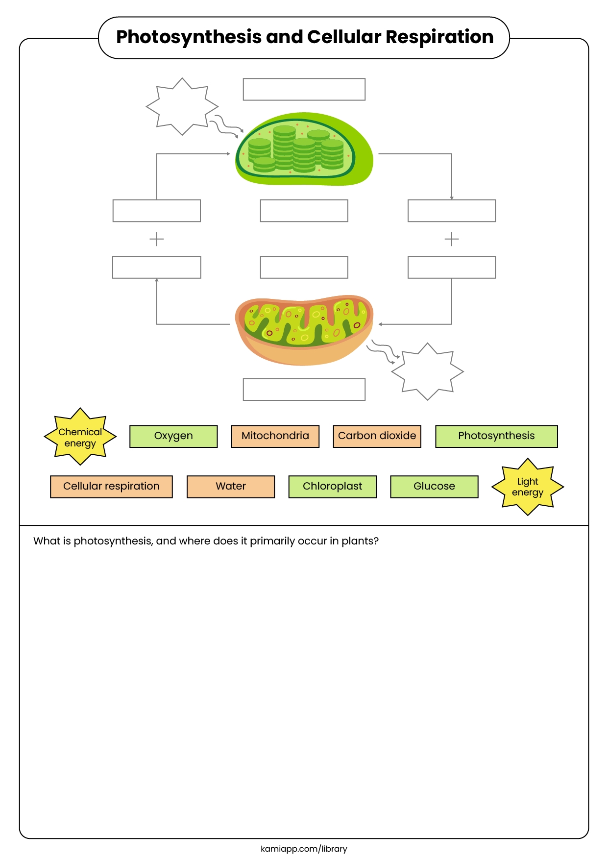 Photosynthesis And Celluar Respiration For Teachers Perfect For