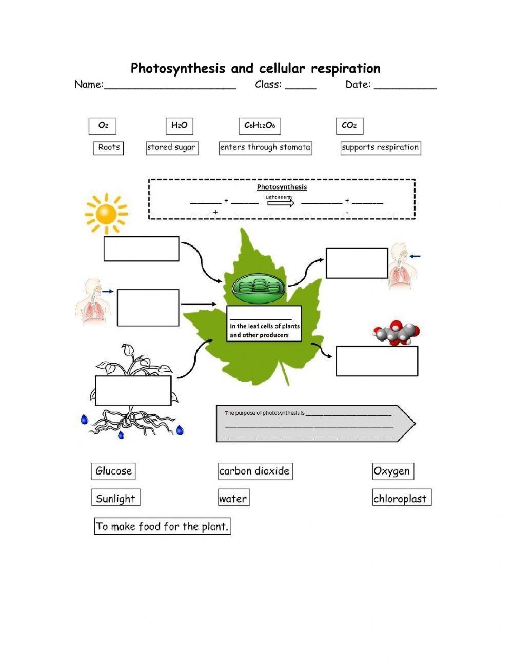 Photosynthesis And Cellular Respiration Worksheet Live Worksheets 