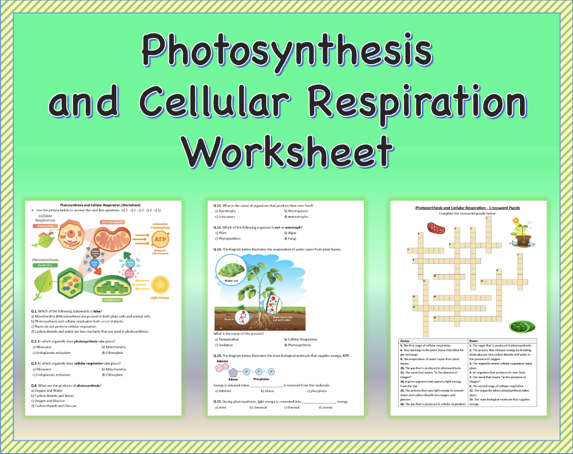 Photosynthesis Cellular Respiration Worksheet Biology Photosynthesis