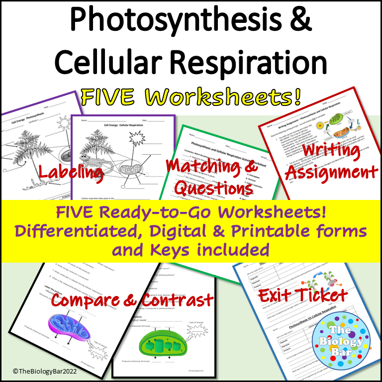 Photosynthesis Cellular Respiration Worksheet Set Of 5 Made By Teachers