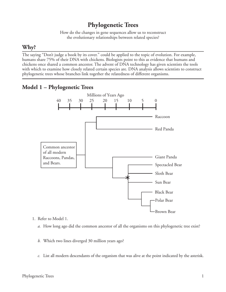Phylogenetic Tree Worksheet Free Worksheets Samples