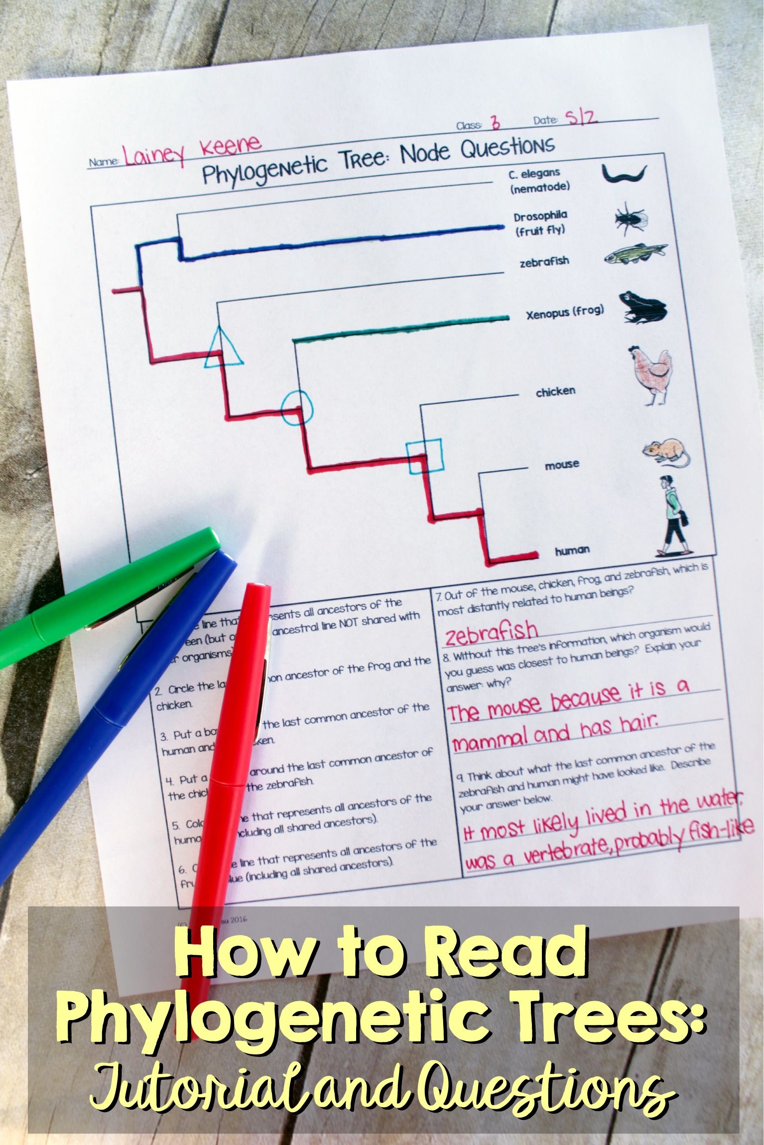 Phylogenetic Tree Worksheet