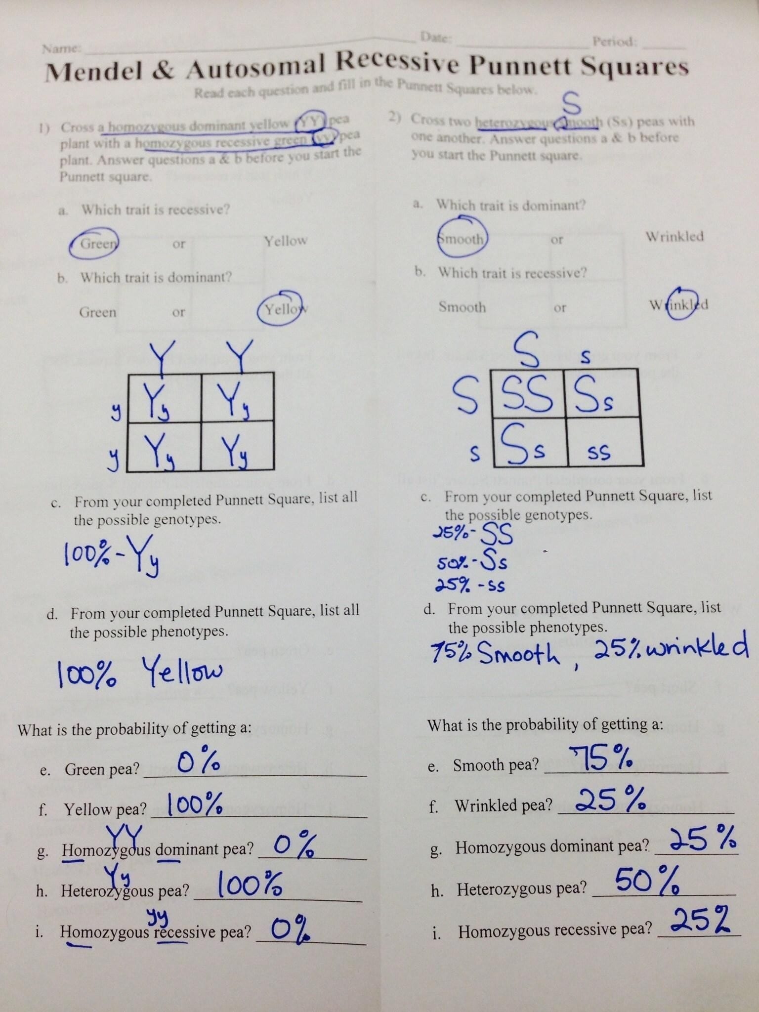 Practice Punnett Squares Worksheet