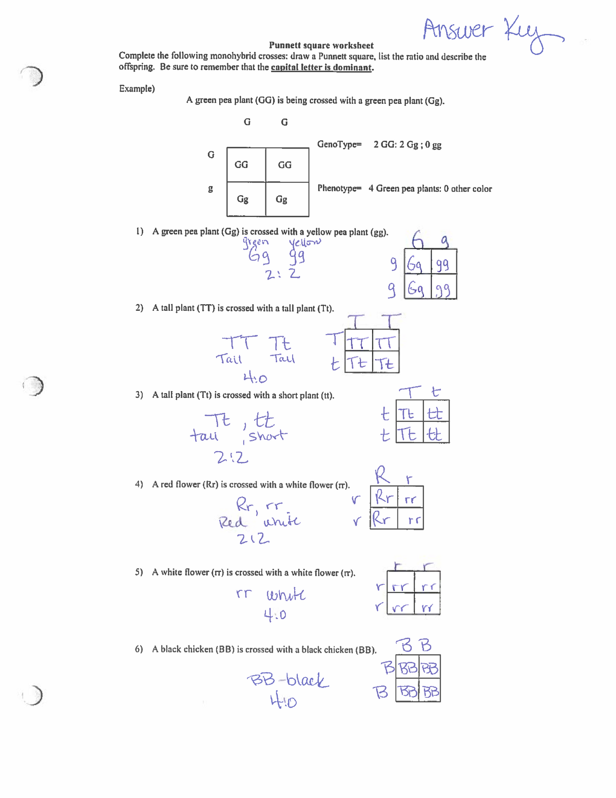Punnett Square Practice Or Quiz PDF With Answer Key Laney Lee
