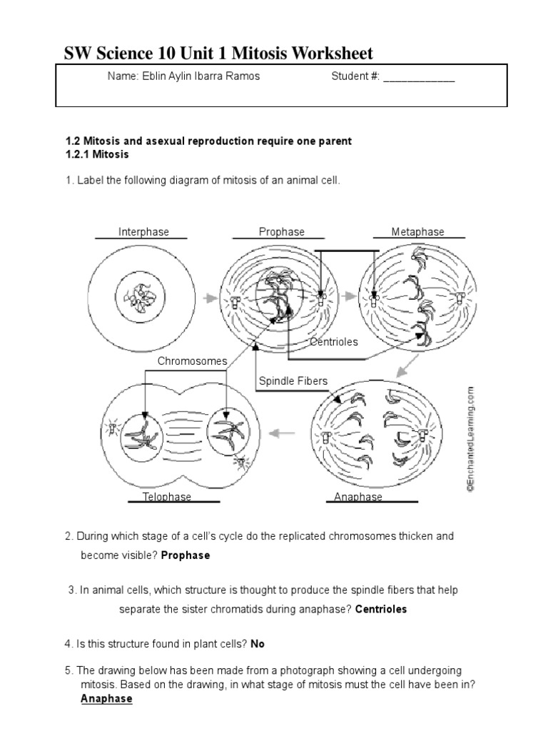 Stages Of Mitosis Worksheet Worksheets Library