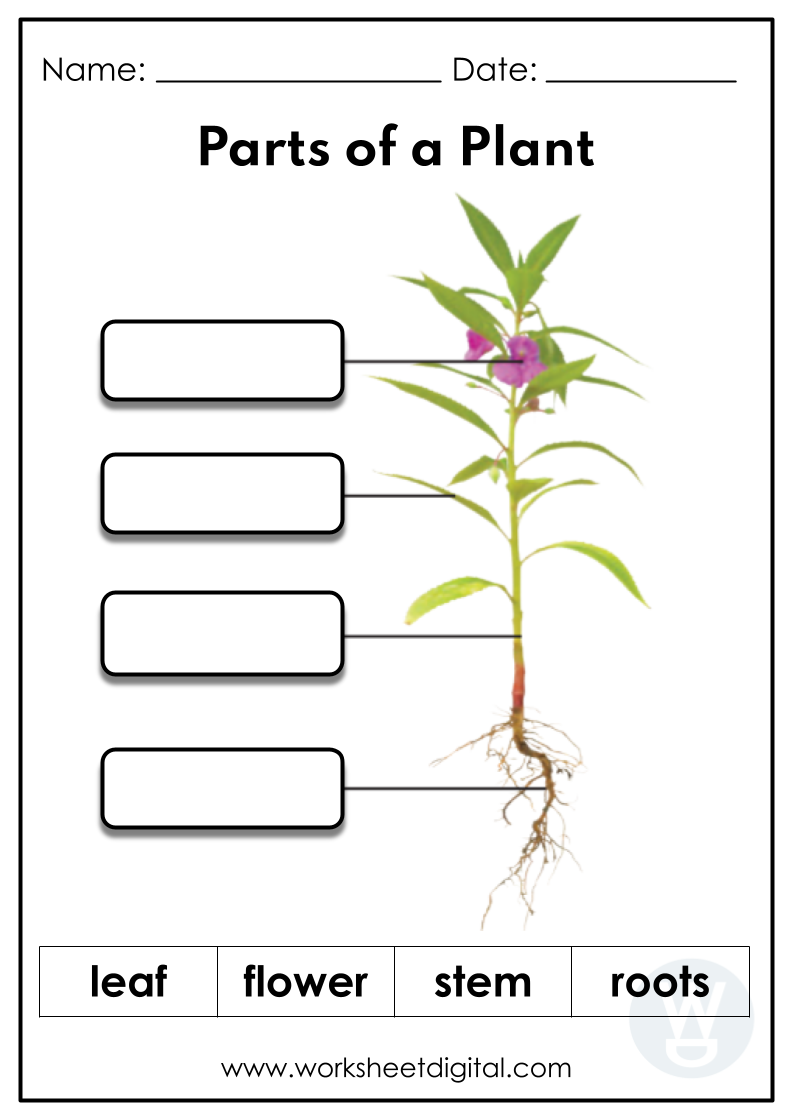 The Parts Of A Plant Year 3 Teaching Resources Worksheets Library