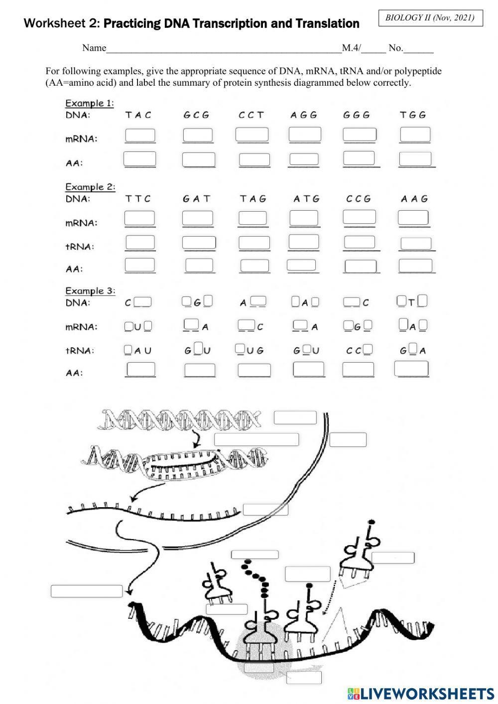 Transcription And Translation Worksheet Study Notes Genetics 