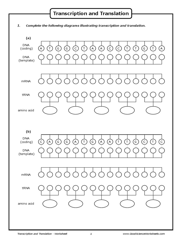 Transcription And Translation Worksheet Study Notes Genetics 