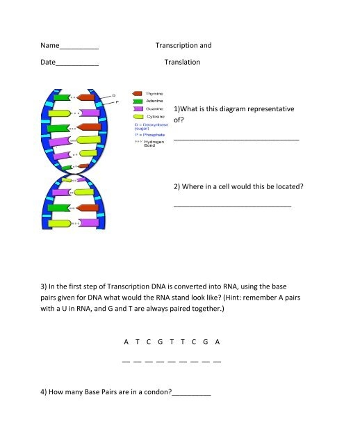 Transcription And Translation Worksheet