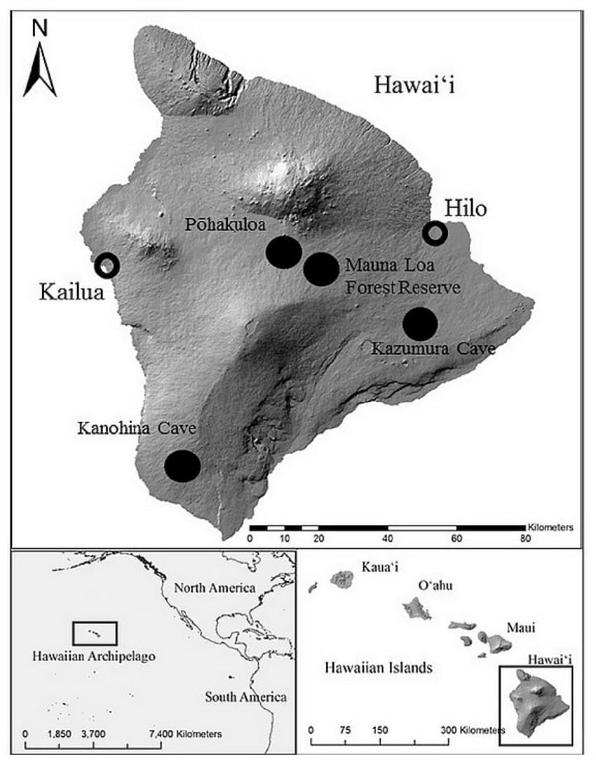 Printable Hilo Hawaii Map Free Download And Print For You 